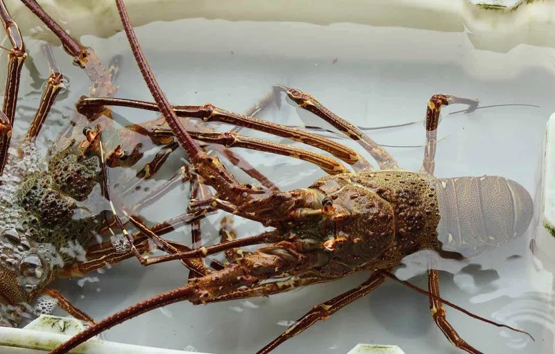 Celebrating and Protecting Saba's Spiny Lobsters