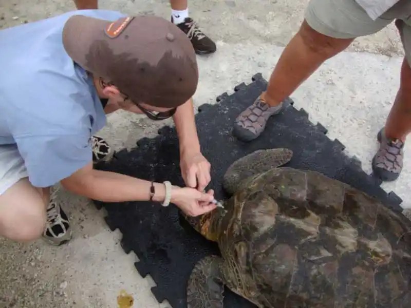 Veterinary students working with sea turtles