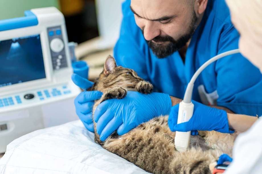 Veterinary student assisting a sick kitten