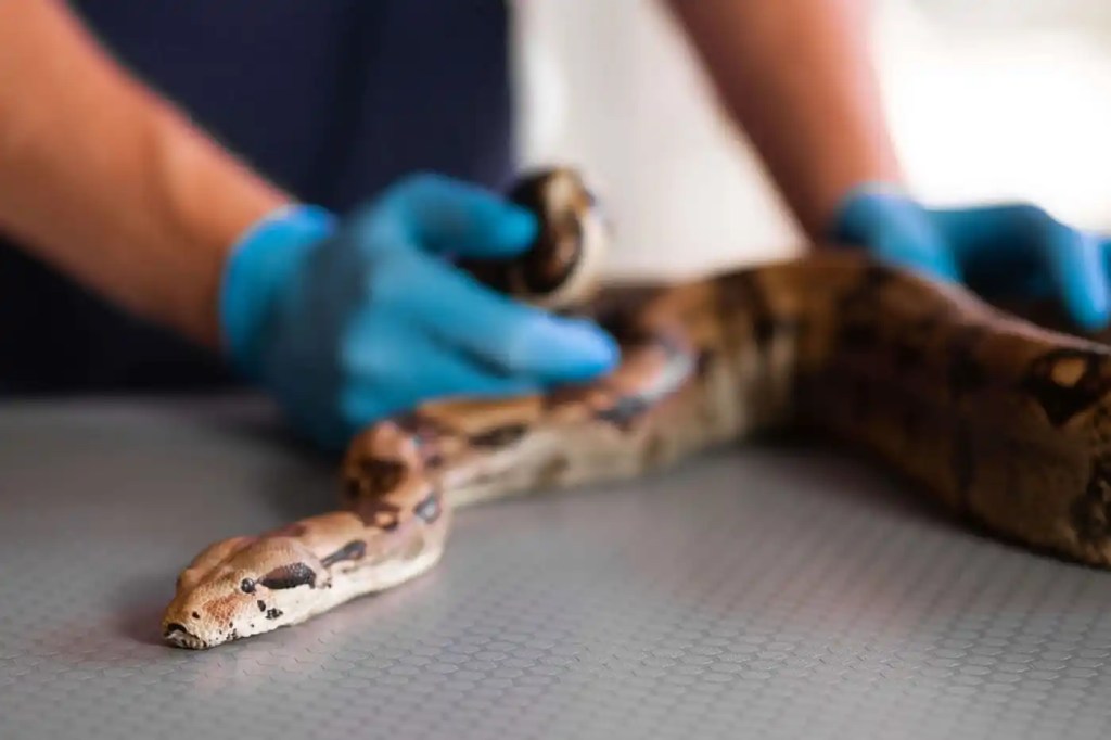 student working with a snake