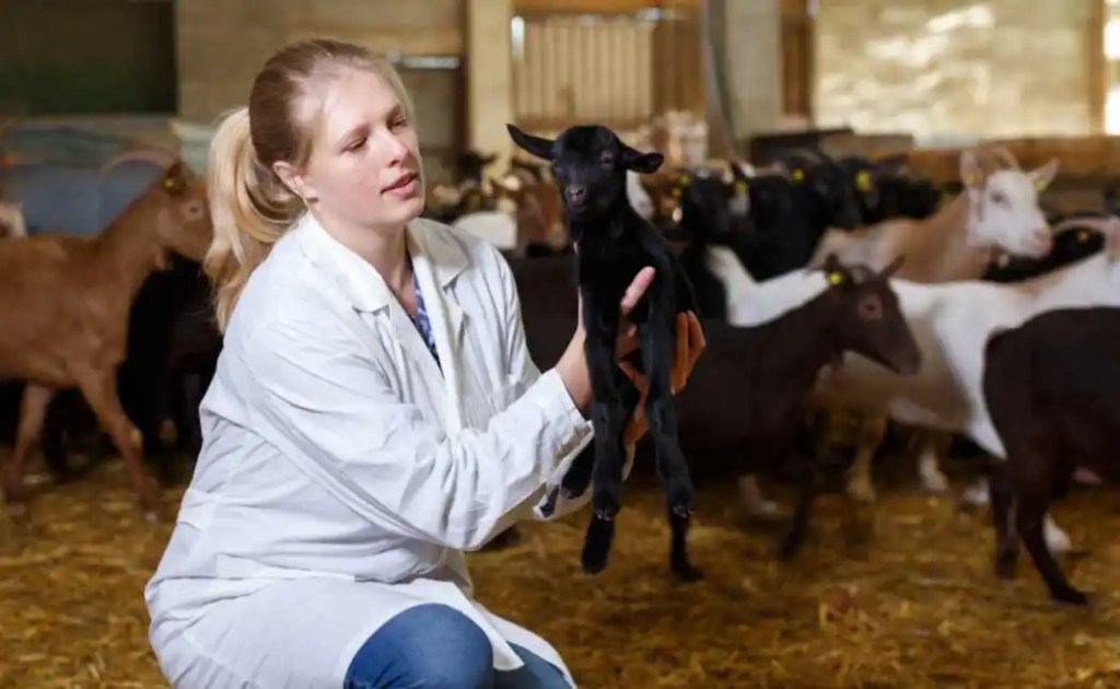 Veterinary student working with baby goat