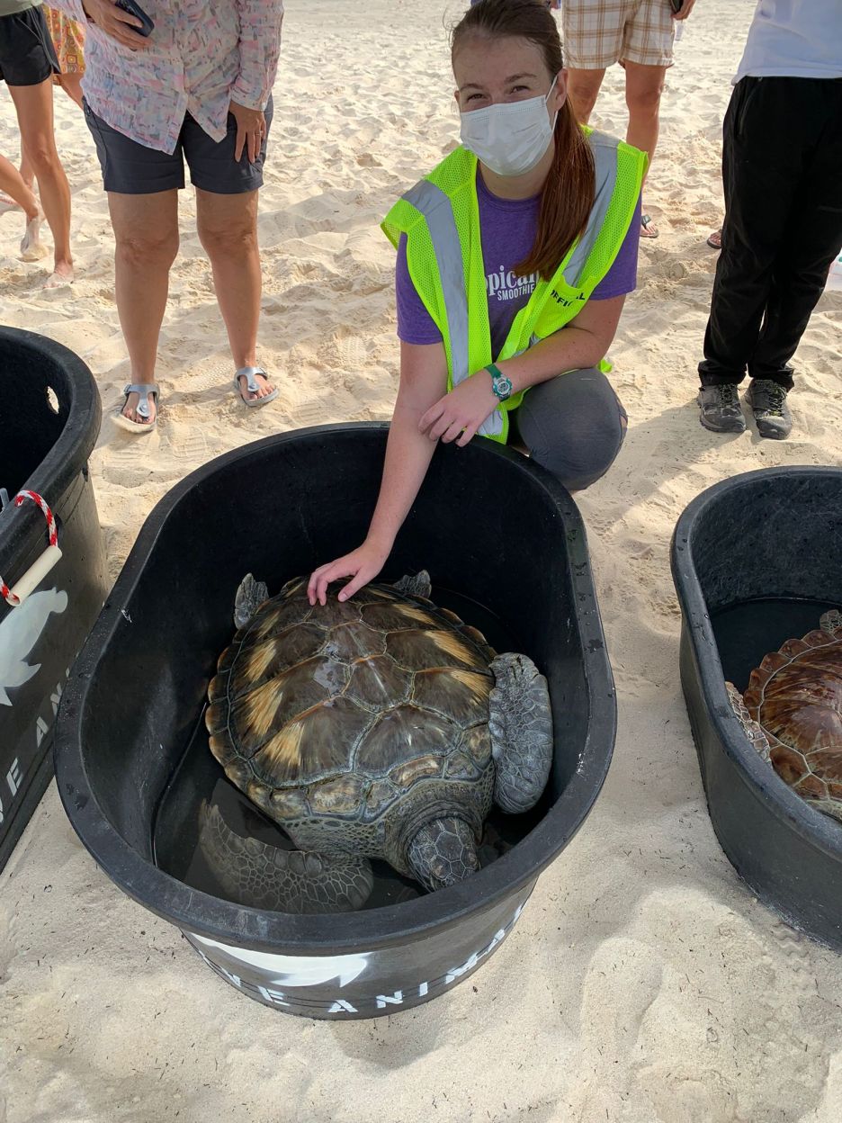 SMU Veterinary student working with sea turtles