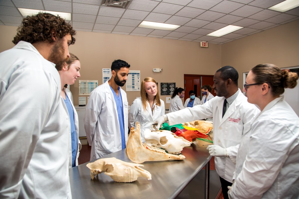 SMU Veterinary students learning about large animals skull development in Anatomy Lab
