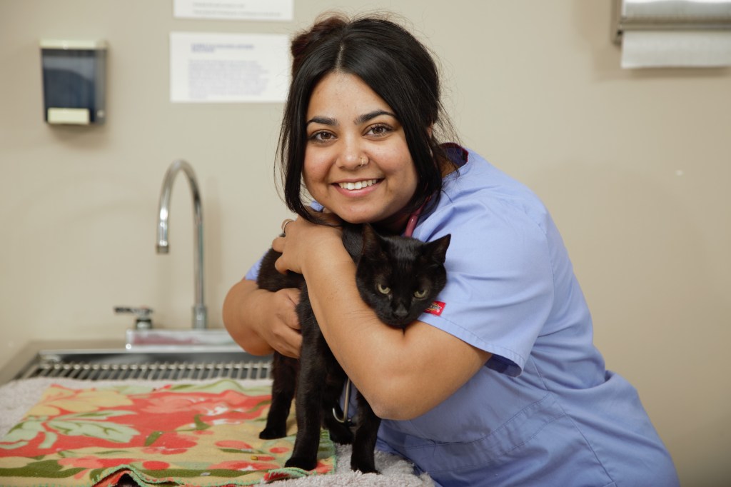 SMU Veterinary student working in clinical skills lab with cat