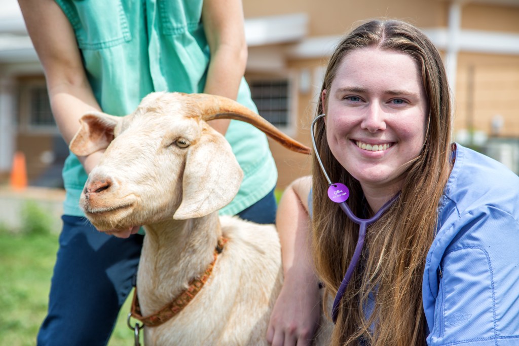 SMU Veterinary student working with Goat