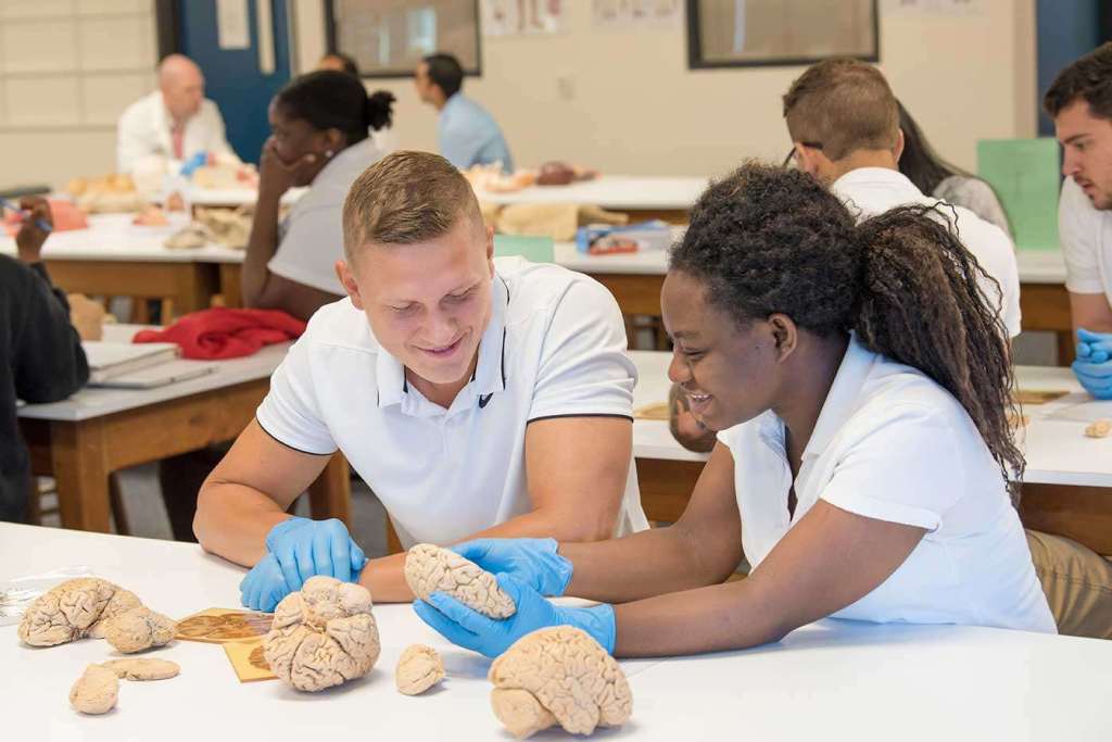 SMU Medical students working with models of the human brain