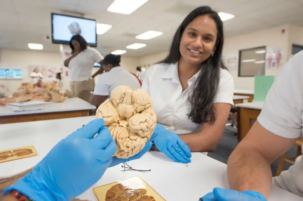 SMU Medical students practice with brain models during anatomy lab